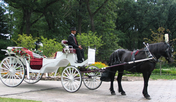 Man Riding a Horse Carriage on a Park